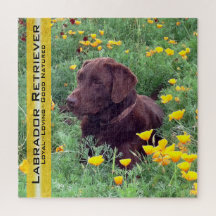 Schokolade Labrador Portrait California Pupies Tem