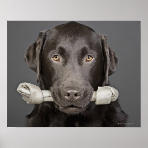 Schokolade Labrador Poster