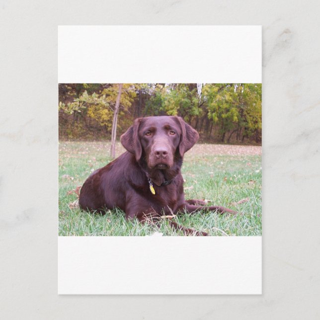 Schokolade Labrador Postkarte (Vorderseite)