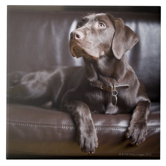 Schokolade Labrador retriever Fliese (Vorderseite)