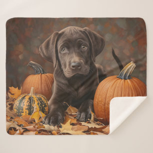 Schokolade Labrador Retriever Herbst Sherpadecke