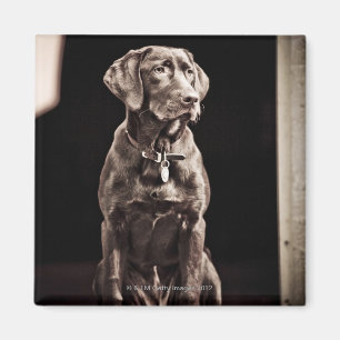 Schokolade Labrador retriever Magnet