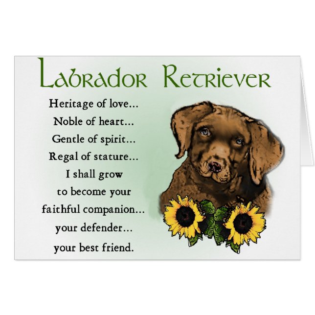 Schokolade Labrador Retriever Welpengeschenke (Vorderseite (Horizontal))