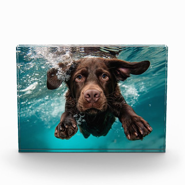 Schokolade Labrador Schwimmen unter Wasser Fotoblock (Vorderseite)