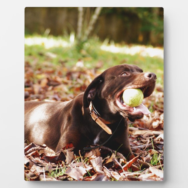 Schokolade-Labrador-Spiel mit Ball Fotoplatte (Vorderseite)