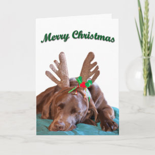 Schokolade Labrador Tragen Antler Fotografie nach Feiertagskarte