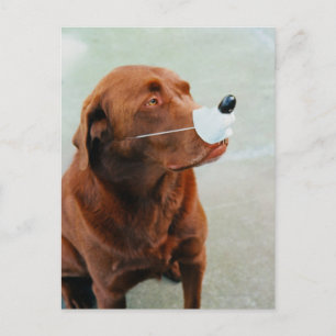 Schokolade Labrador Tragen einer Fake-Nase Postkarte