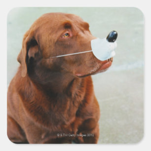 Schokolade Labrador Tragen einer Fake-Nase Quadratischer Aufkleber