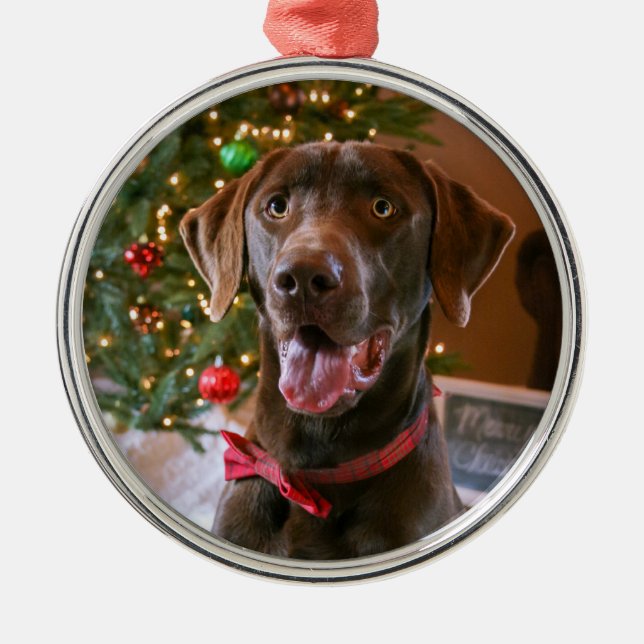 Schokolade Labrador Weihnachtsschmuck (Vorne)