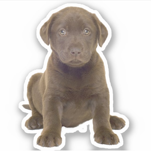 Schokolade Labrador Welpe Aufkleber (Vorderseite)