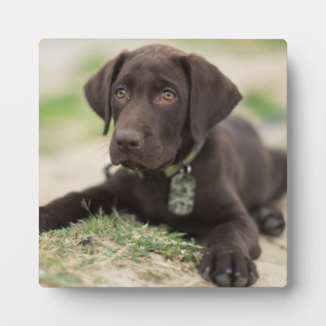 Schokolade Labrador Welpe Fotoplatte (Vorderseite)