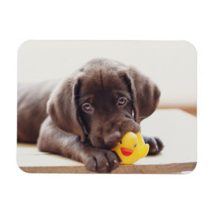 Schokolade-Labrador-Welpe mit Spielzeug-Ente Magnet