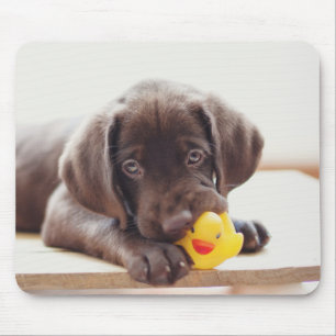 Schokolade-Labrador-Welpe mit Spielzeug-Ente Mousepad