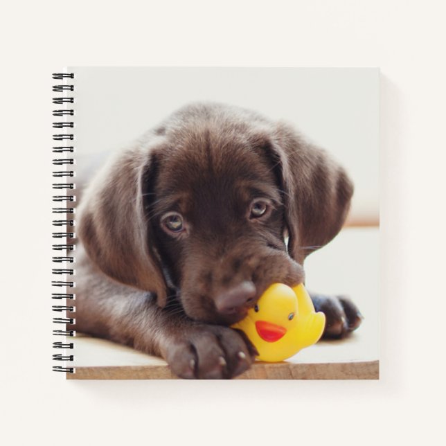 Schokolade-Labrador-Welpe mit Spielzeug-Ente Notizbuch (Vorderseite)