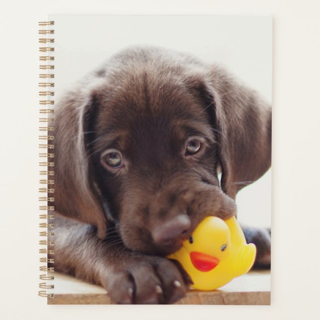 Schokolade-Labrador-Welpe mit Spielzeug-Ente Planer (Vorderseite)