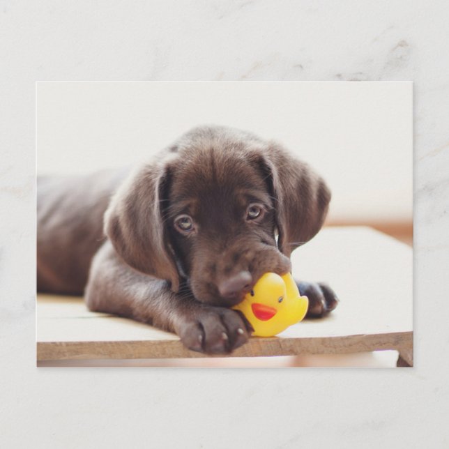 Schokolade-Labrador-Welpe mit Spielzeug-Ente Postkarte (Vorderseite)