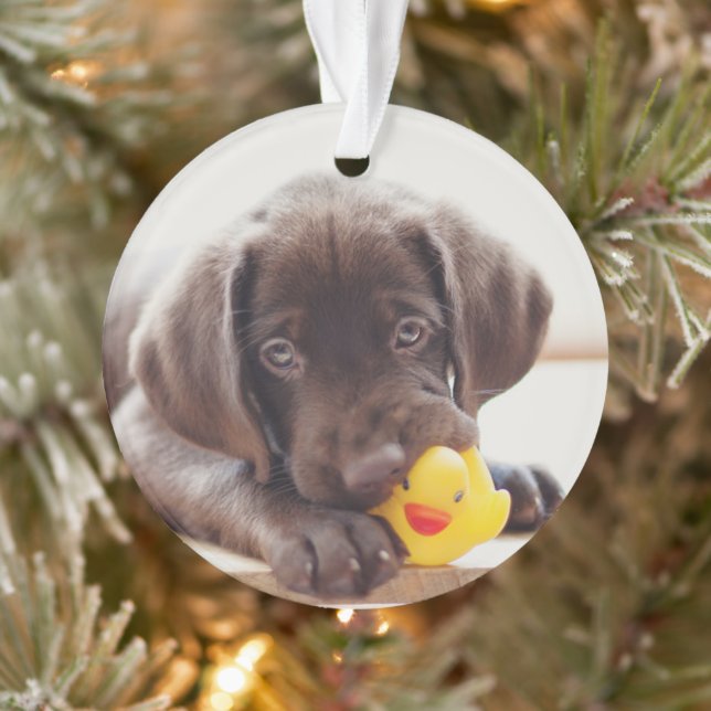 Schokolade-Labrador-Welpe mit Spielzeugente Ornament (Baum)