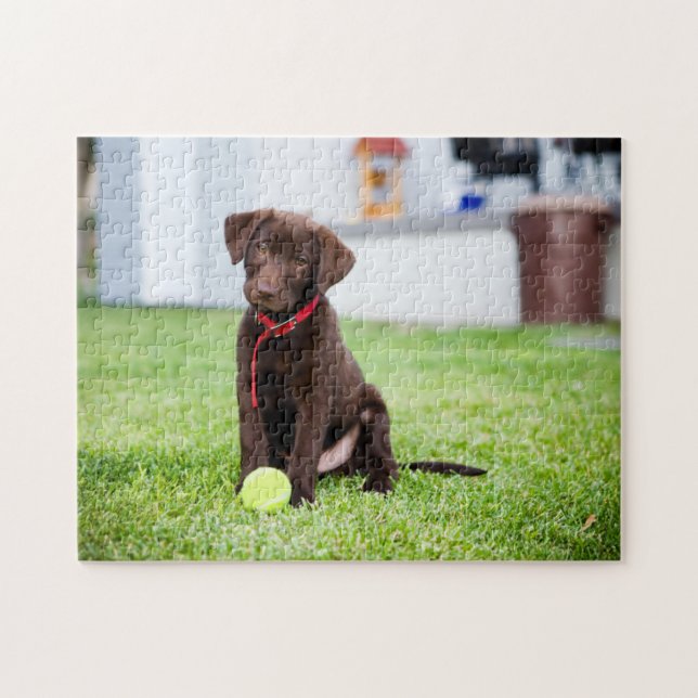 Schokolade-Labrador-Welpe mit Tennisball (Horizontal)