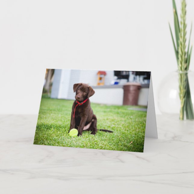 Schokolade-Labrador-Welpe mit Tennisball Karte (Vorderseite)
