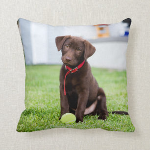 Schokolade-Labrador-Welpe mit Tennisball Kissen