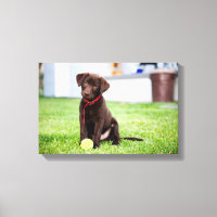 Schokolade-Labrador-Welpe mit Tennisball