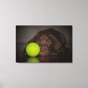 Schokolade-Labrador-Welpe mit Tennisball Leinwanddruck
