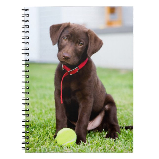 Schokolade-Labrador-Welpe mit Tennisball Notizblock (Vorderseite)