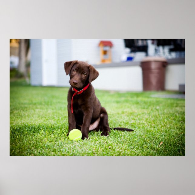 Schokolade-Labrador-Welpe mit Tennisball Poster (Vorne)