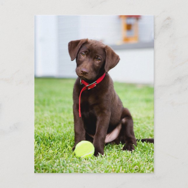Schokolade-Labrador-Welpe mit Tennisball Postkarte (Vorderseite)