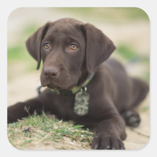 Schokolade Labrador Welpe Quadratischer Aufkleber (Vorderseite)