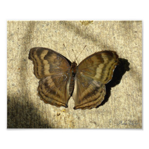 Schokolade Pansy Butterfly Fotodruck