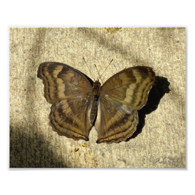 Schokolade Pansy Butterfly Fotodruck (Vorne)