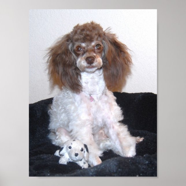 Schokolade Parti Poodle mit Spielzeug Poster (Vorne)