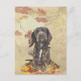 Schokolade-Spaniel-Welpe Postkarte