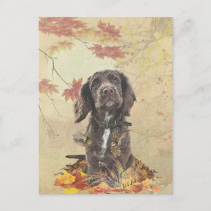 Schokolade-Spaniel-Welpe Postkarte