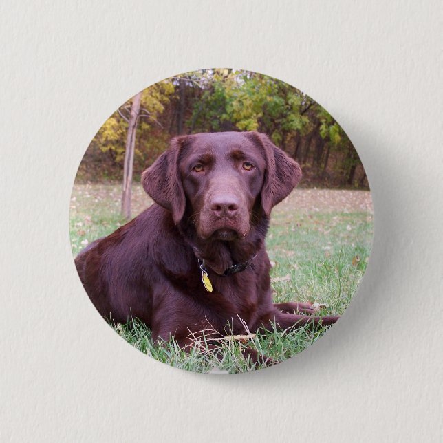 Schokoladen-Labrador Button (Vorderseite)