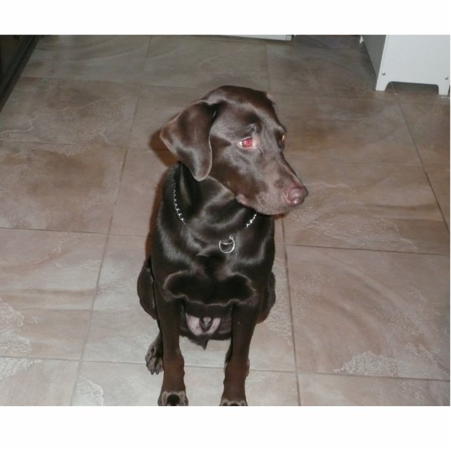 Schokoladen-Labrador! Freistehende Fotoskulptur (Vorne)