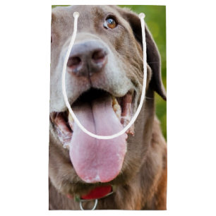 Schokoladen-Labrador-Hund Kleine Geschenktüte