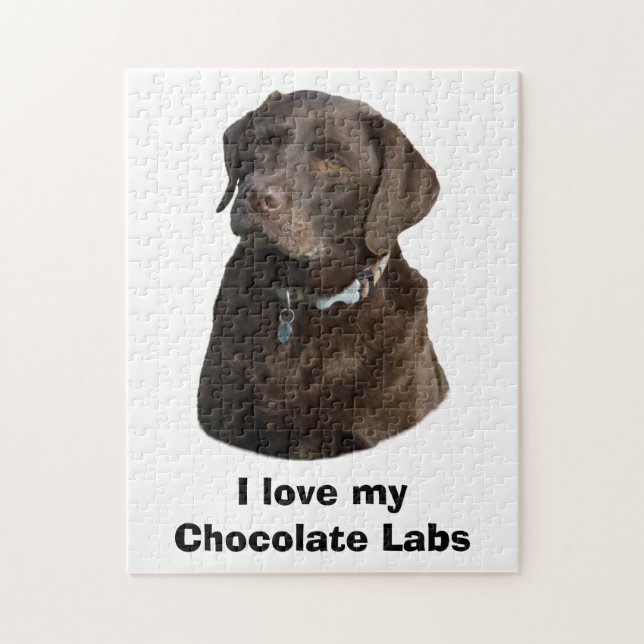 Schokoladen-Labrador-HundeFotoporträt (Vertikal)