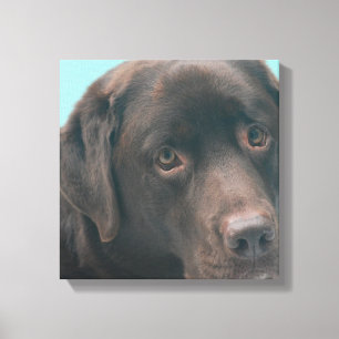 Schokoladen-Labrador-HundeLeinwand-Druck Leinwanddruck