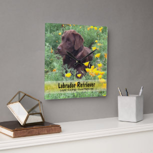 Schokoladen-Labrador in einem CaliforniPoppy Quadratische Wanduhr