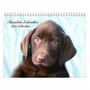 Schokoladen-Labrador-Kalender Kalender