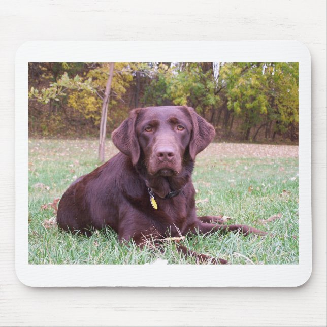 Schokoladen-Labrador Mousepad (Vorne)
