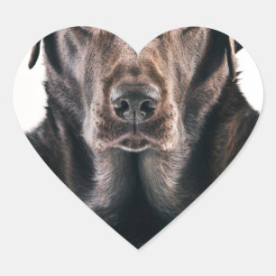 Schokoladen-Labrador-Porträt Herz-Aufkleber