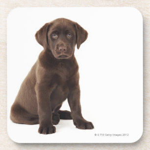 Schokoladen-Labrador retriever-Welpe Getränkeuntersetzer