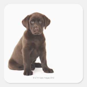 Schokoladen-Labrador retriever-Welpe Quadratischer Aufkleber