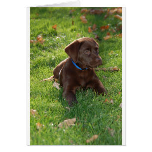 Schokoladen-Labrador-Welpe