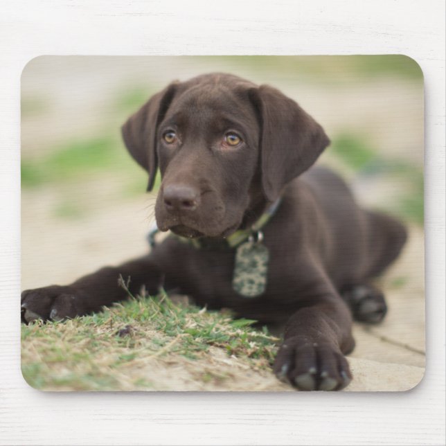 Schokoladen-Labrador-Welpe Mousepad (Vorne)