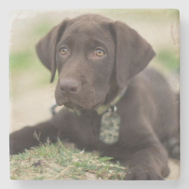 Schokoladen-Labrador-Welpe Steinuntersetzer (Vorderseite)