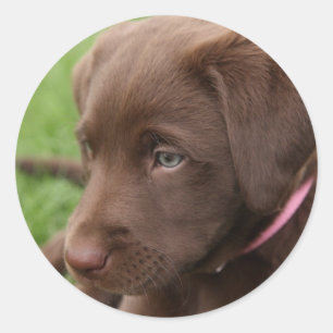 Schokoladen-Labrador-Welpen-Aufkleber Runder Aufkleber